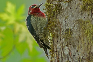 Red Breasted sapsucker