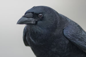crow