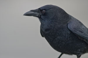Crow