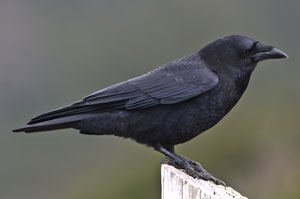 Crow