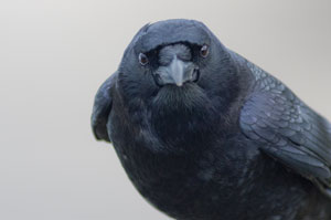 Crow
