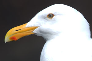Western Gull