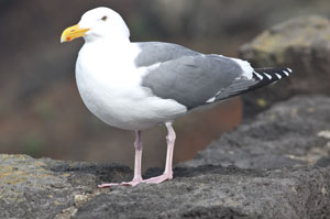Western Gull