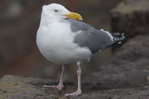 Western Gull