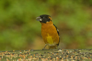 Grosbeak