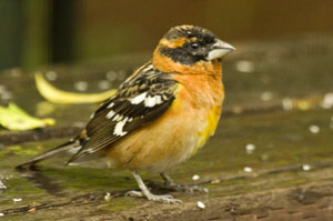 Grosbeak