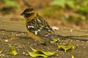 Grosbeak