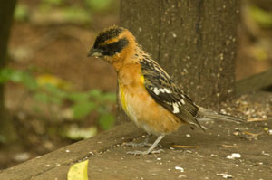 Grosbeak