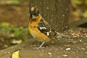 Grosbeak
