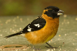 Grosbeak