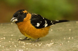 Grosbeak