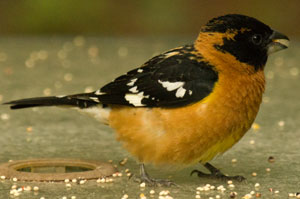 Grosbeak