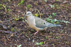 dove