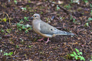 dove