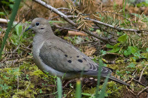 dove