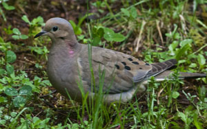 dove