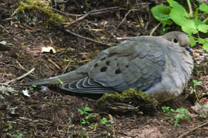 dove