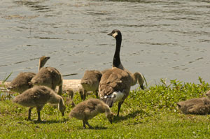 Canada Goose