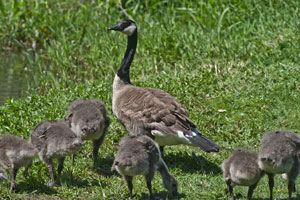 Canada Goose