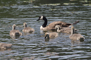 Canada Goose