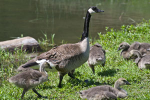 Canada Goose