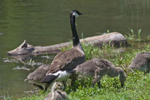 Canada Goose