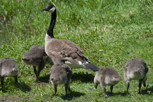 Canada Goose