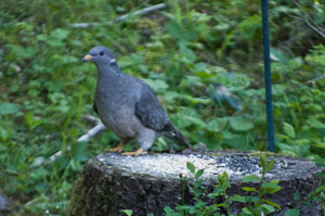 Pigeon