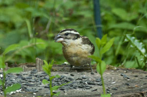 Grosbeak