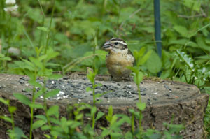 Grosbeak