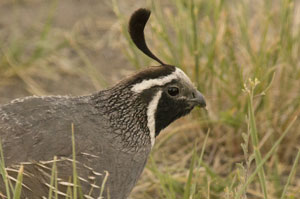 California Quail