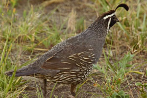 California Quail
