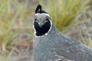 California Quail