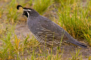 california quail