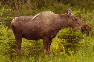 moose cow