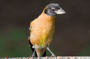 Grosbeak