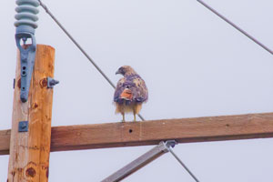 hawk