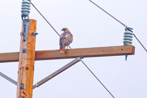 hawk