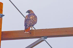 hawk