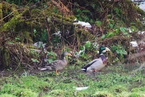 Mallard