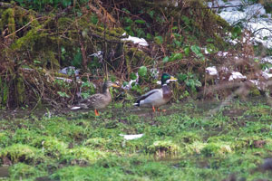 Mallard pair
