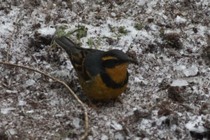 Varied Thrush