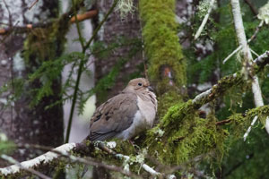 dove