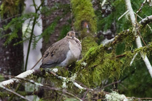 dove