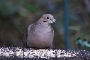dove
