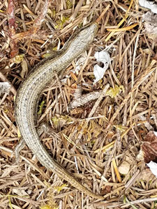 alligator