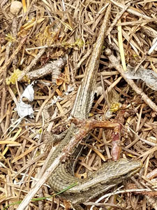 Alligator