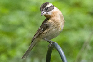 Female Grosbeak