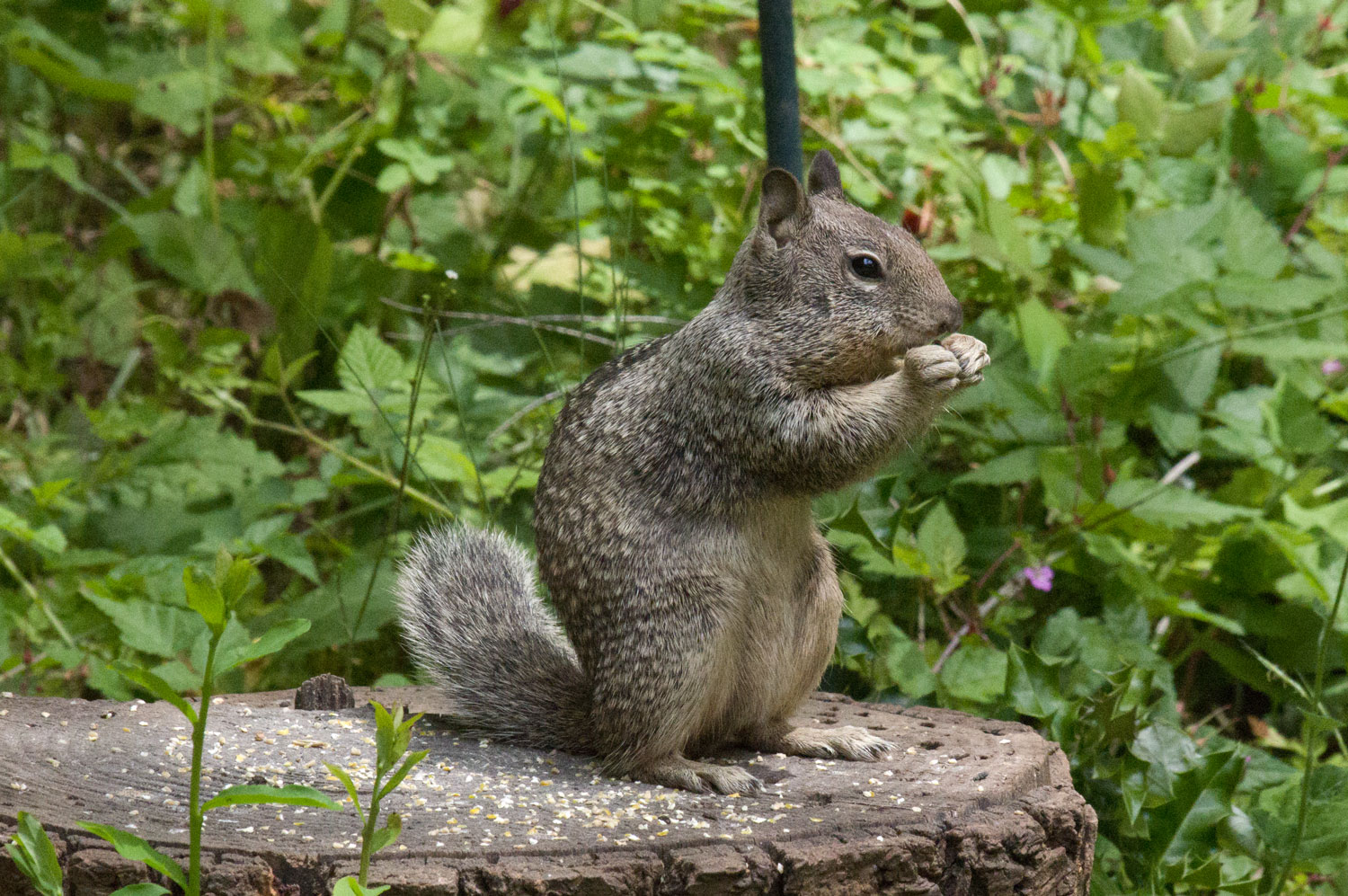 California ground squirrel (Spermophilus beecheyi)