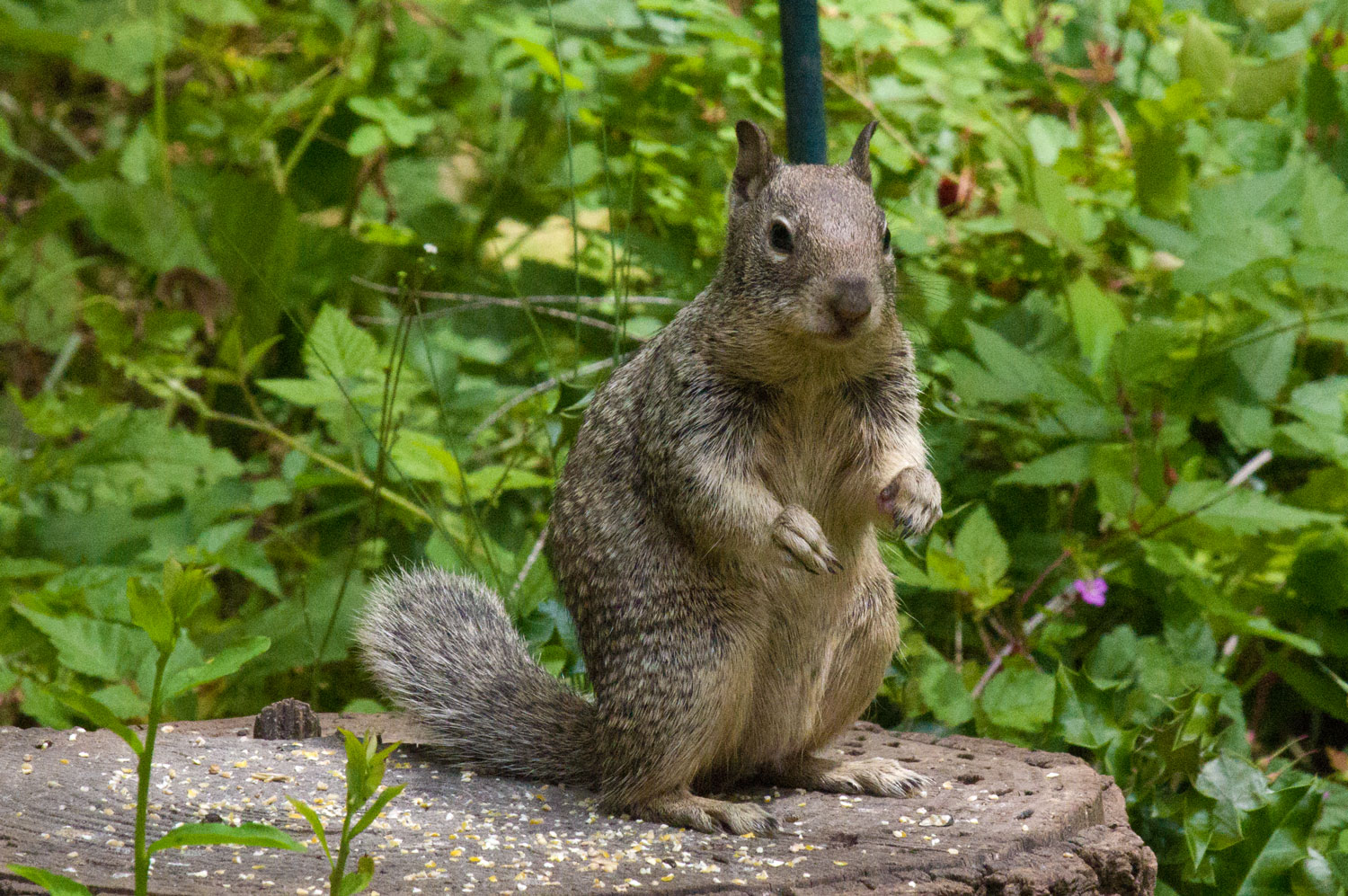 California ground squirrel (Spermophilus beecheyi)